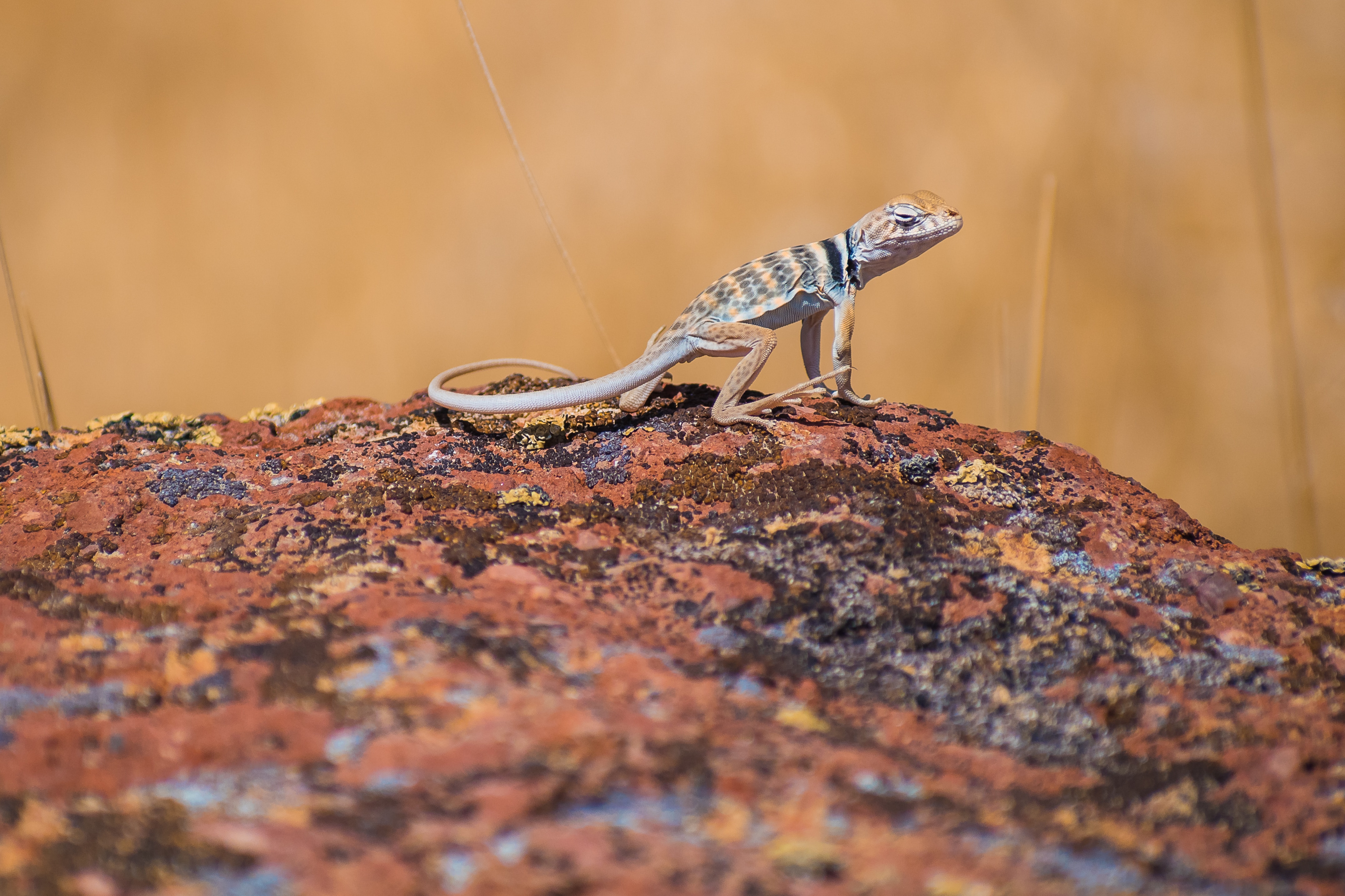Collared Lizard Facts curalux.co.uk